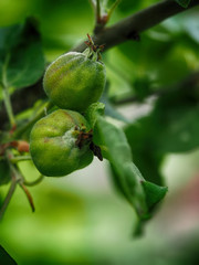 Apples on tree
