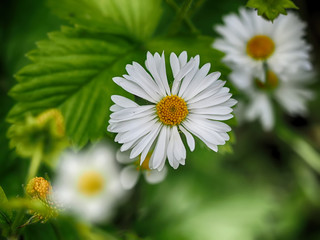 Chamomile in the forest