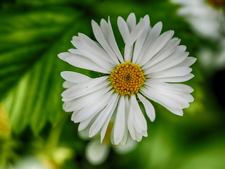 Fototapeta premium Chamomile in the forest