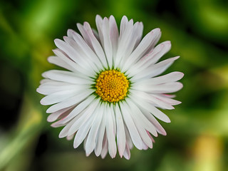 Fototapeta premium Chamomile in the forest