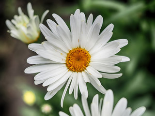 Fototapeta premium Chamomile in the forest