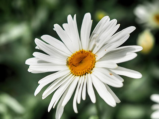 Fototapeta premium Chamomile in the forest