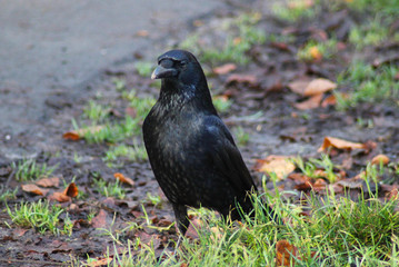 Black crow