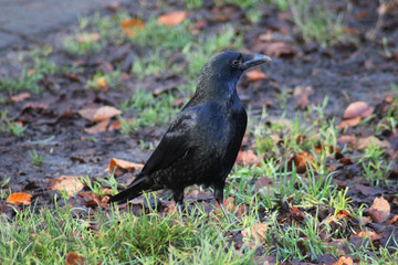 Black crow