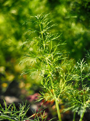Dill in the garden