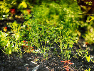 Dill in the garden