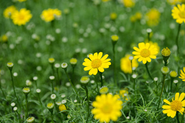 daisy is small flower