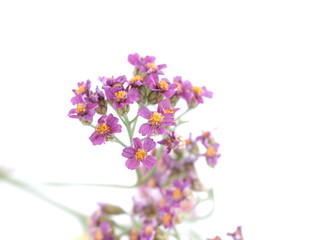 Yarrow flowers on white background