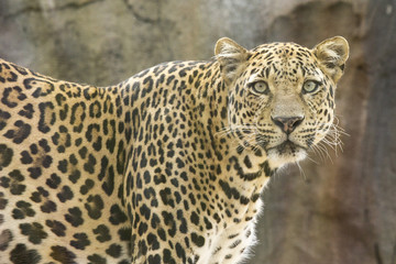 Fototapeta na wymiar Leopard at tenerife zoo