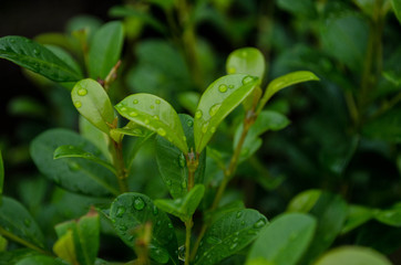  Drops on the leaves