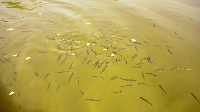 Feeding fish with pieces of bread