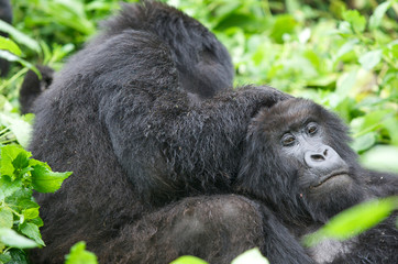 Mountain gorilla group © Maurizio