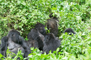 Mountain gorilla group © Maurizio