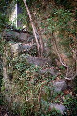Overgrown steps to abandoned building.