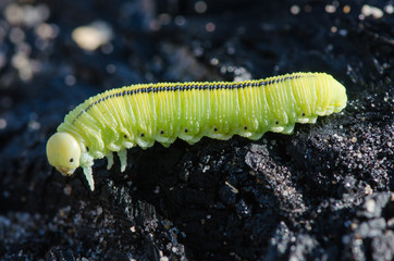 The big green caterpillar on dark background