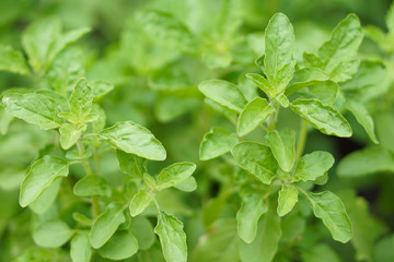 Basil leaves