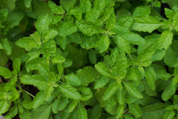 Basil leaves