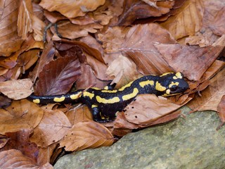 Salamandra