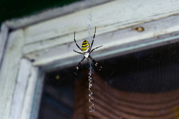 Wild yellow spider hangs on a cobweb near the house in the estate