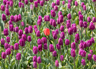 Fototapeta premium Tulip fields in the Bollenstreek, South Holland, Netherlands