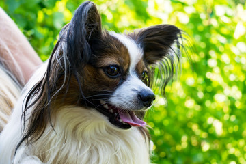 Beautiful little lovely puppy in the nature. Close up