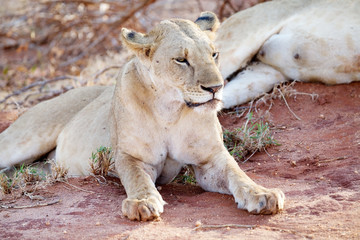 African lion (panthra leo)