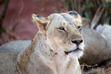 African lioness (Panthera leo)