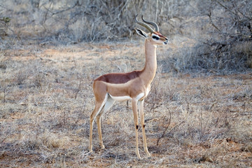 Gerenuk (Litocranius walleri)