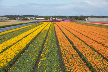 Tulip fields of the Bollenstreek, South Holland, Netherlands