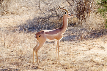 Gerenuk