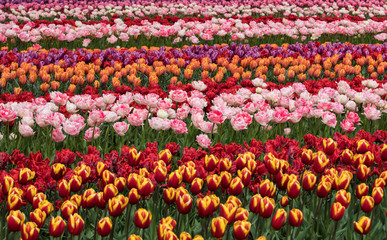 Tulip fields of the Bollenstreek, South Holland, Netherlands