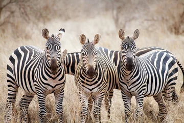 Vlies Fototapete Wohnzimmer Zebras (Equus burchellii)