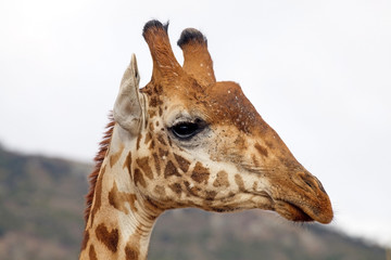 Giraffe (Giraffa camelopardalis)