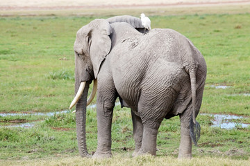 Fototapeta na wymiar African elephant (Loxodonta africana)