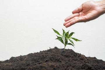  Human hand planting a tree on white background, Save earth concept