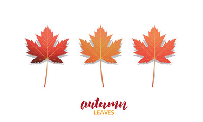 Autumn leaves. Fall leaves design collection for ad, banner, background etc. Autumn vector leaves isolated on white