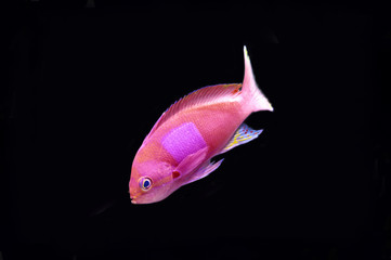 Obraz premium スミレナガハナダイ