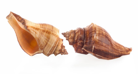 Sea shell on white background