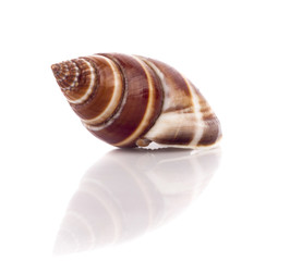 Sea shell on white background