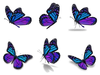 Crédence de cuisine en verre imprimé Papillon monarch butterflies set