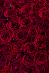 Background of Red roses flowers 