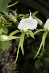 Obraz premium Orchidée endémique sauvage