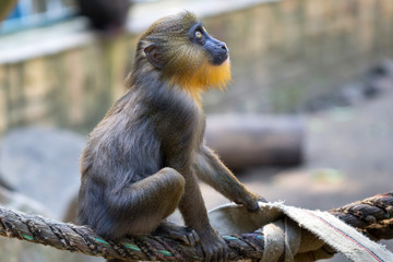 Mandrill monkey imprisoned in the zoo