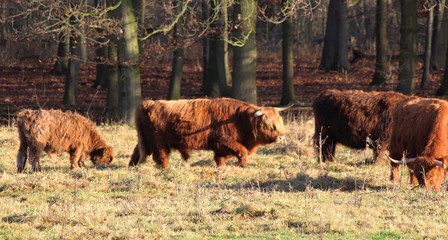 Highland cattle