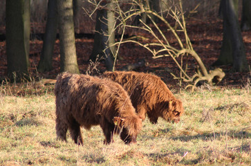 Highland cattle