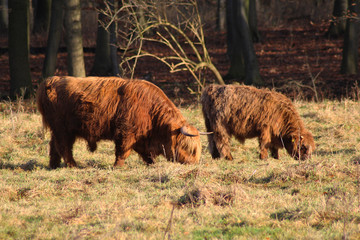 Highland cattle