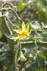 大玉トマトの花