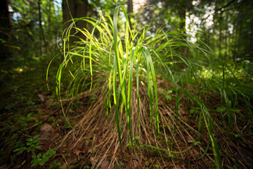 Grass sedge in the sunlight in the forest