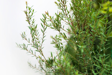 Natural background, rain drops on pine tree