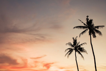 Fototapeta na wymiar coconut tree during sunset
